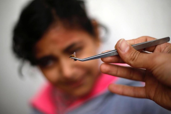 Terapi Lebah di Gaza Ini Diklaim Bisa Sembuhkan Berbagai Penyakit