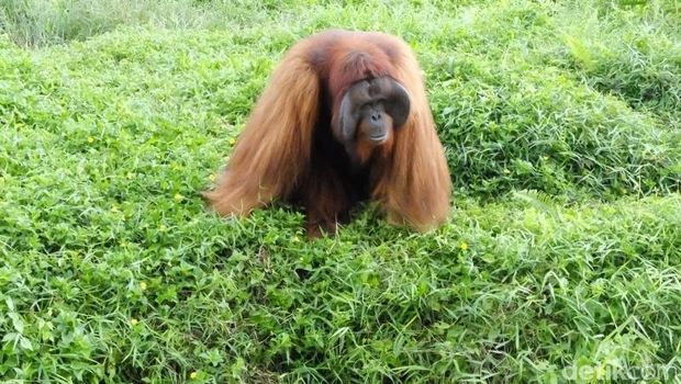 Orangutan Kalimantan Orangutan Kalimantan