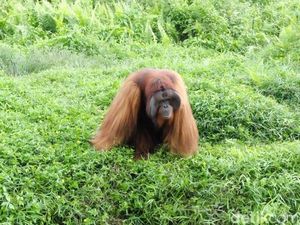 Long Weekend ke Kalimantan, Yuk Lihat Orangutan