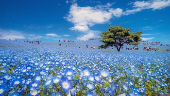 Foto hamparan bunga biru di Hitachi Seaside Park, Ibaraki, Jepang karya Danilo Dungo. Foto: National Geographic