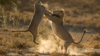 Perkelahian dua singa di taman Kgalagadi Transfrontier, Afrika Selatan ini merupakan karya Jaco Marx.  Foto: National Geographic