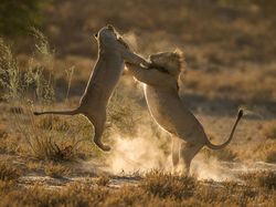 Deretan Foto Memukau NatGeo Travel 2016