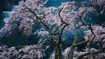 Pohon sakura yang dipotret Katsuyoshi Nakahara. Foto: National Geographic