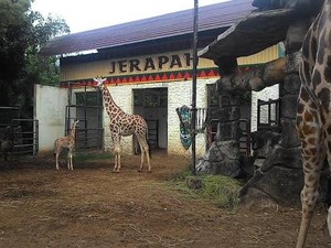 Bayi Jerapah Afrika Menambah Koleksi Maharani Zoo