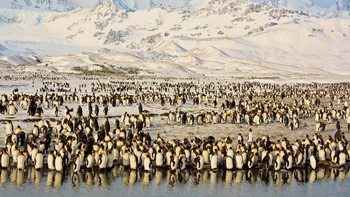 Kumpulan King Penguins di South Georgia karya Shivesh R. Foto: National Geographic