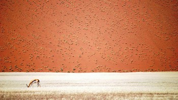 Springbok di depan gundukan gurun di Namibia. Dipotret oleh Doris Landertinger. Foto: National Geographic