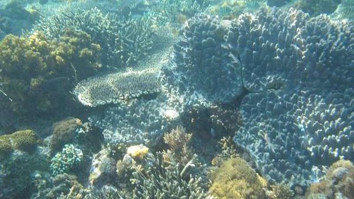 Pesona Bawah Laut TN Komodo yang Jadi Situs Warisan Dunia UNESCO