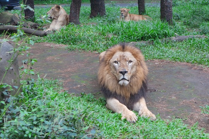 Taman safari di Prigen
