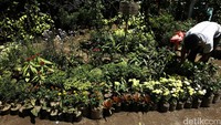 Selain itu dapat melestarikan habitat flora dan fauna yang ada di Ibukota.