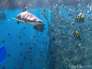 Wisata Bahari Bunder Banyuwangi Diserbu Ribuan Wisatawan, ini Keindahannya