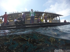 Ramai! Ribuan Turis padati Wisata Bahari Bunder Banyuwangi