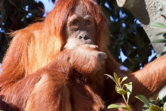 Kebun Binatang Perth Kembali akan Melepasliarkan Orangutan di Indonesia