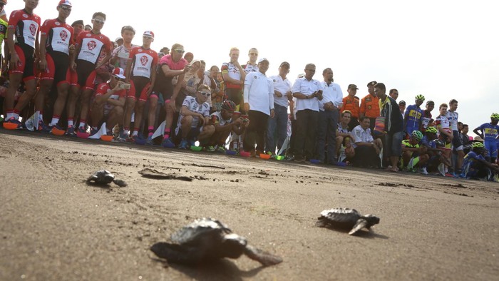 Lepas Penyu Dan Kampanye Sepeda Sehat Buka Tour de Banyuwangi Ijen