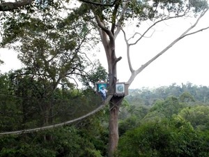 Jembatan Menegangkan di Kalimantan