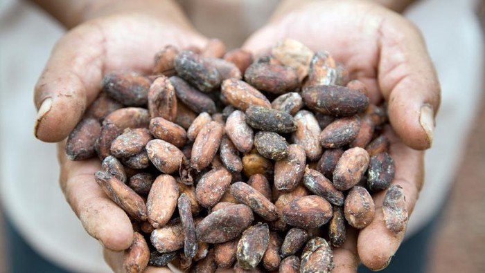 Pengusaha Kakao Curhat Soal Sulitnya Bahan Baku