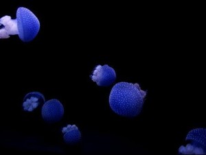 NASA Kirim Ribuan Ubur-ubur ke Luar Angkasa, Ini Alasannya