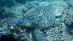 Potret Keindahan Pulau Derawan