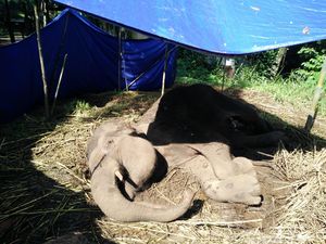 Bangkai dan Lokasi Gajah Yani Disterilkan dari Pengunjung Bonbin Bandung