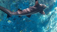 Di  Rumah Apung Bangsring, ada tempat dimana kita bisa berenang bareng ikan hiu yang ada di dalam beberapa keramba berukuran 3x3 meter. Ikan hiu diletakkan sampai tengah laut agar bisa bertahan hidup dengan nyaman. (Ardian Fanani/detikcom)