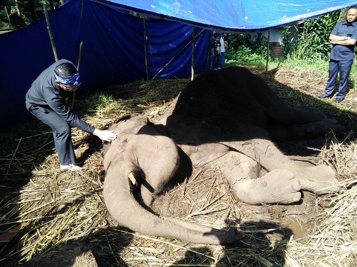 Kesal dengan Pengelola Kebun Binatang, Emil: Kalau Tidak Sanggup Open Investasi!