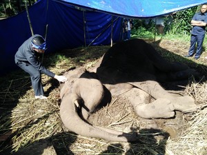 Pengelola Kebun Binatang Bandung Tunggak Biaya Sewa Lahan Selama 9 Tahun