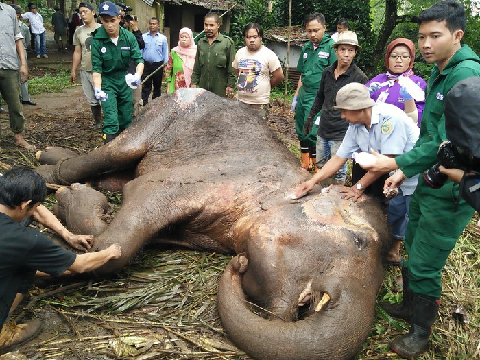 Kisah Tragis Gajah Yani yang Mati Setelah Sepekan Dibiarkan Sekarat