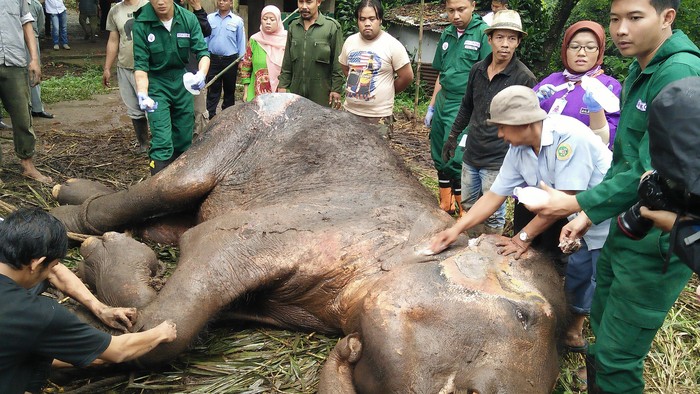 Tak Punya Dokter Hewan, Kebun Binatang Bandung Bakal Kena Sanksi