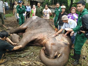 Dewan Minta Tim Dokter Transparan Umumkan Hasil Autopsi Kematian Gajah Yani