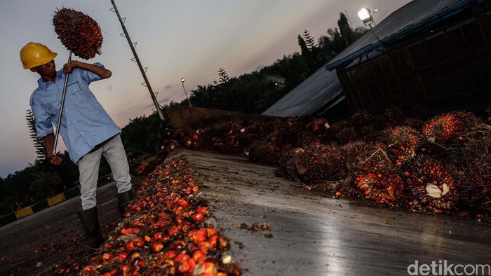 Ilsutrasi kelapa sawit/Foto: Reno Hastukrisnapati Widarto