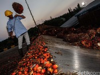 Sederet PR Jokowi Bereskan Tata Kelola Sawit