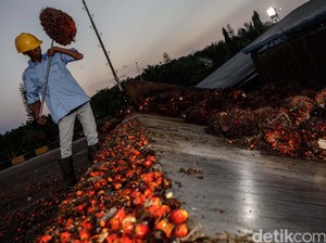 Soal Kampanye Hitam Sawit, RI Bisa Gugat Uni Eropa ke WTO