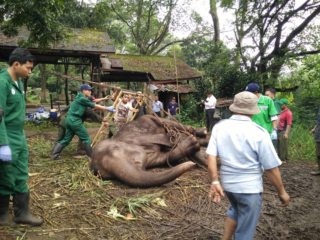 Gajah Yani Yang Hampir Sekarat Di Kebun Binatang Bandung Akhirnya