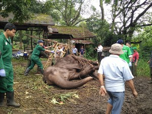 Ada Sanksi Cabut Izin, Ini Aturan Soal Perawatan Hewan di Kebun Binatang