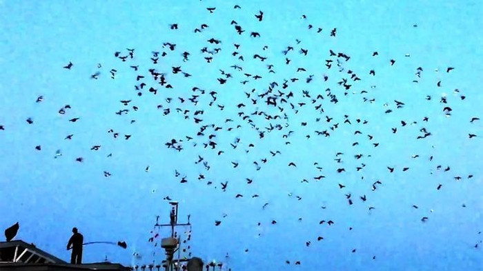 Unik! Ribuan Merpati Dilepas ke Udara Sebagai Performing Arts