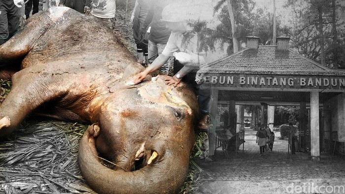 DPRD Tuding Pengelola Kebun Binatang Bandung Tak Profesional, ini Buktinya