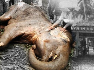 DPRD Tuding Pengelola Kebun Binatang Bandung Tak Profesional, ini Buktinya