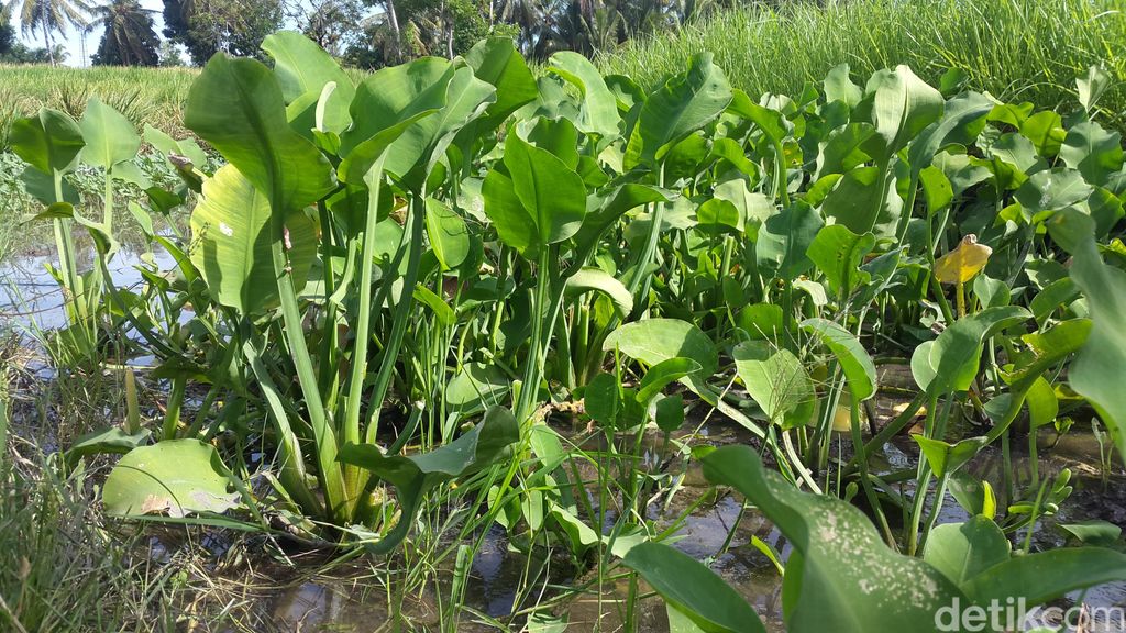  Genjer  hingga Krokot Sayuran Ndeso yang Bikin Kangen Kampung