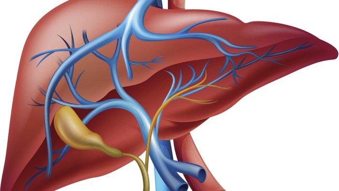 76+ Gambar Organ Hati Yang Rusak Paling Hist 76+ Gambar Organ Hati Yang Rusak Paling Hist
