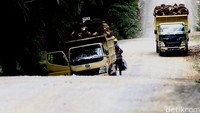 Sejumlah truk tampak mengangkut sawit hasil panen untuk dibawa ke Pabrik Kelapa Sawit.