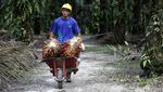 Mengunjungi Kebun Sawit Milik PT SSMS