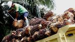 Mengunjungi Kebun Sawit Milik PT SSMS
