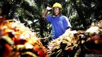 Mengunjungi Kebun Sawit Milik PT SSMS