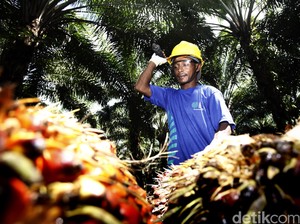 Nasib Holding BUMN Kebun, dari Rugi Rp 823 M sampai Punya Utang Rp 33 T
