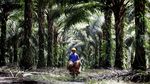 Mengunjungi Kebun Sawit Milik PT SSMS