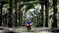 Kebun sawit milik PT Sawit Sumbermas Sarana Tbk ini terletak di Kecamatan Arut Selatan, Pangkalan Bun, Kalimantan Tengah. 