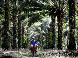 KPPU Ungkap 5 Produsen Minyak Goreng Punya Lahan Sawit Melebihi Izin