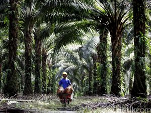 Pengusaha Wanti-wanti Pemerintah soal Kopdes Kelola Kebun Sawit