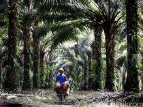 Pengusaha Wanti-wanti Pemerintah soal Kopdes Kelola Kebun Sawit