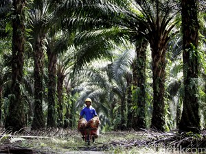 Layak Beli, Deretan Saham Sawit yang Terimbas Positif B30