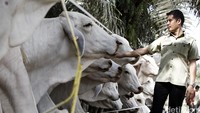  Integrasi perkebunan sawit dan peternakan sapi tersebut dilakukan oleh anak usaha, PT Sulung Ranch. 
